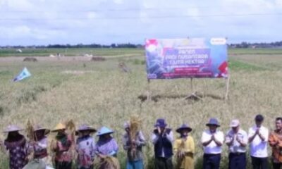 Kabupaten Serang Jadi Lokus Panen Padi Nusantara 1 Juta Hektare se Indonesia